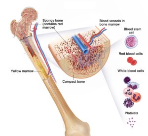 Bone Anatomy