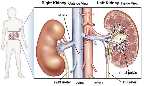 Best Ayurvedic hospital for kidney treatmentin india