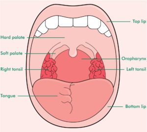 oralcavity