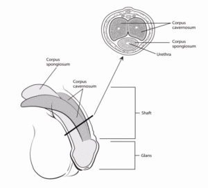 penile cancer