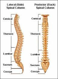 cervical