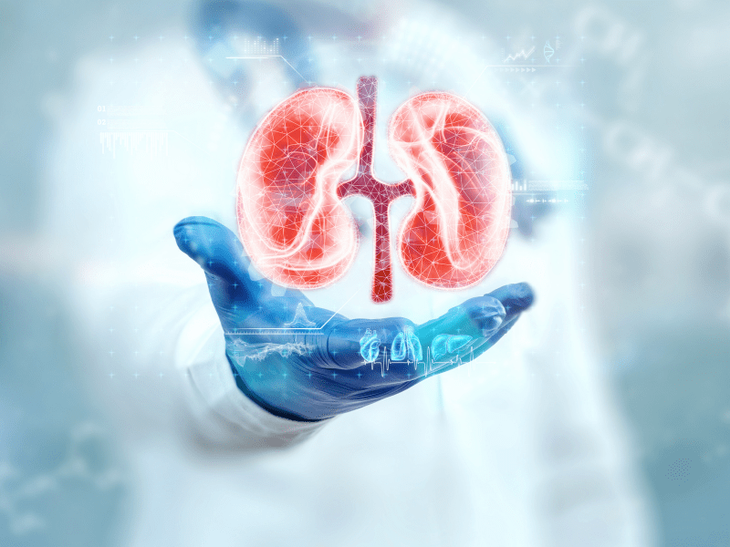 Ayurvedic Kidney Treatment: Complete Guide for CKD, High Creatinine & Kidney Health (2026) kidney care